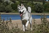 SIBERIAN HUSKY 645